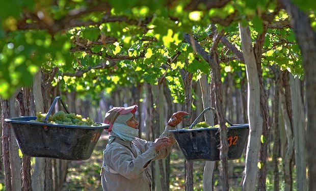 El vino genera más dólares y empleo que la soja: los datos que recibió Kulfas para cambiar retenciones