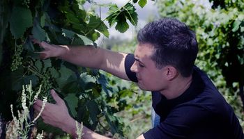 Matías Morcos, el enólogo revelación que con 24 años busca reivindicar la uva criolla