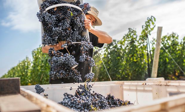 La bodega mendocina que invierte $1900 millones para pasar de producir 2 a 4 millones de botellas de espumantes por año