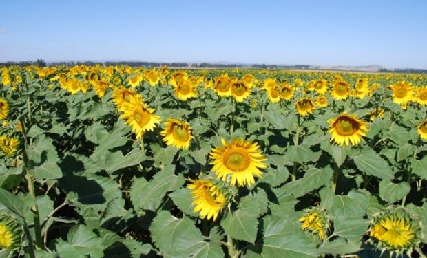 Sin precedentes en el mundo, este descubrimiento permitirá avanzar en estudios sobre los efectos que tendría en los rindes del cultivo