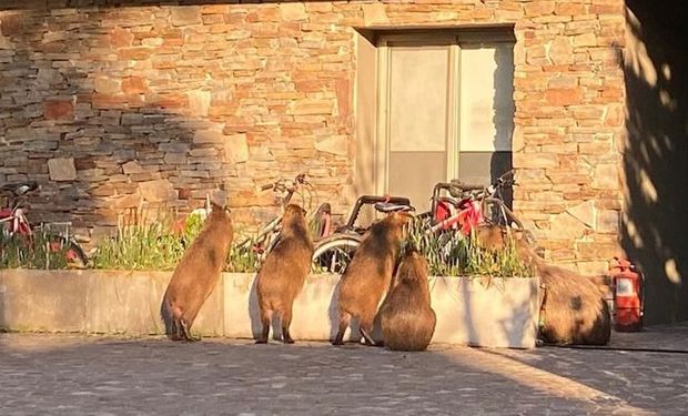 Invasión en Nordelta: alerta por los carpinchos que atacan a las mascotas