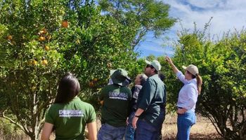 Goiás identifica dois casos de greening e intensifica ações de controle da doença