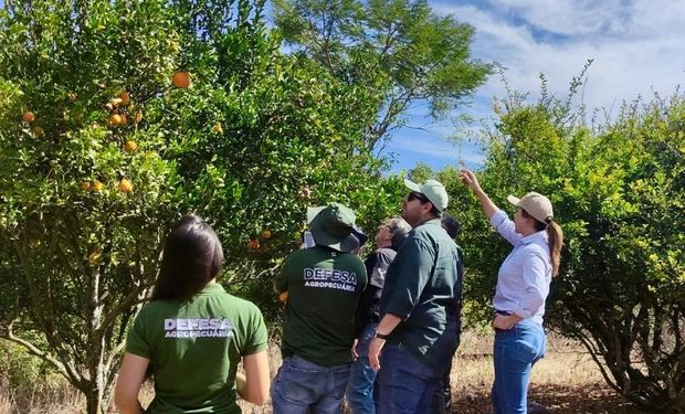 Goiás identifica dois casos de greening e intensifica ações de controle da doença