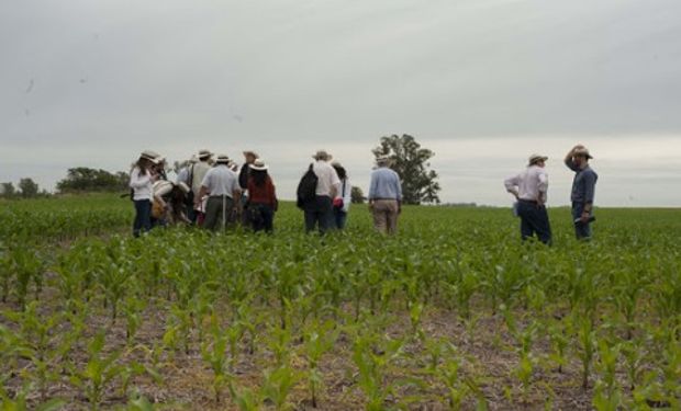 Técnicos de Fertilizar mostraron ensayos de maíz.