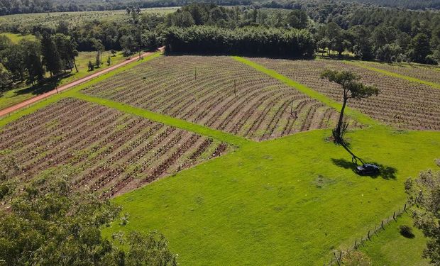 Eliminan un grupo de normas de 1998 que impactan en el agro