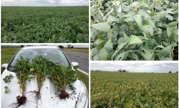 Vista de los cultivos durante el Crop Tour de Lanworth.