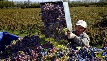 Por las lluvias se perdió el 10% de las hectáreas de producción vitivinícola
