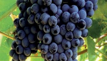 La vitivinicultura tendrá su plataforma on line