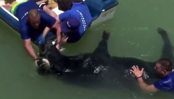 Un toro se ahogó en el mar en una tradicional fiesta y no pudieron reanimarlo