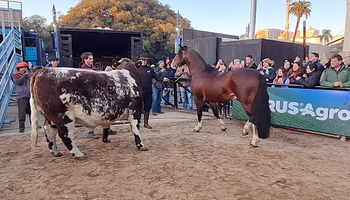 Mercosur y Pericón: el mensaje detrás de los dos primeros animales que ingresan a la Expo Rural 2023