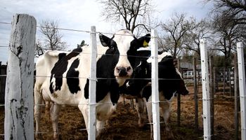 La lechería que resiste en zonas agrícolas: “Hoy un tambo es una empresa y de una manera u otra alguien lo va a tener que hacer"