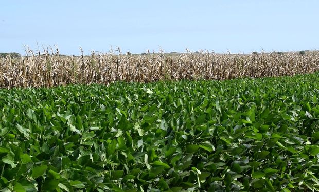 La intención de siembra de maíz creció un 17 %, pero encuentra el mismo freno que la soja