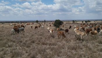 El increíble campo de 13.000 hectáreas con vacas, leones y hasta cebras que busca la carne del futuro: "Queremos que convivan”