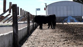 El desafío de la ganadería: ¿Se puede producir más con el mismo stock?