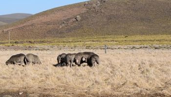 ¿Se acerca el final del cordero patagónico? Productores advierten sobre "el ocaso de la oveja" y hay una importante región bajo alerta