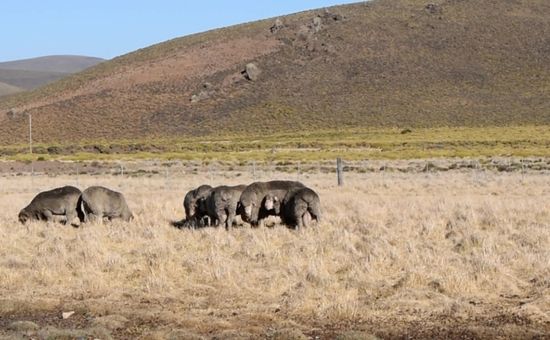 El sur de Río Negro es sinónimo de grandes estancias dedicadas a la lana y la carne; los problemas de una producción estrella