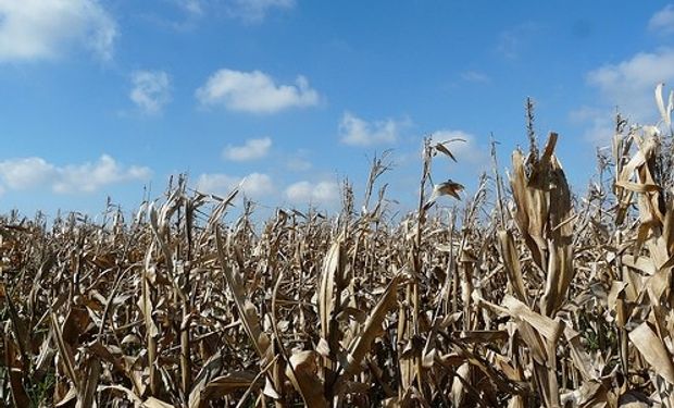 La situación ha obligado acelerar las tareas de trilla, aun cuando el cultivo presenta humedades de entre 16 y 17%, lo cual podría alterar la calidad del grano posteriormente.