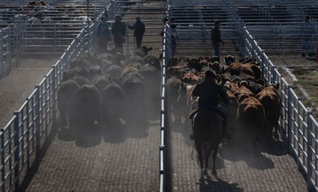 Los precios en el Mercado Agroganadero de Cañuelas 