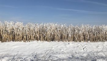 Pronósticos de nevadas amenazan el tramo final de la cosecha estadounidense de maíz