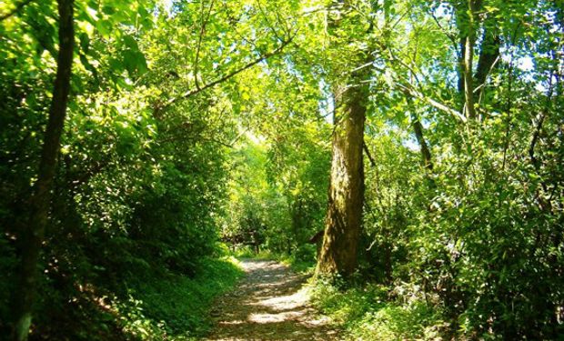 Bosques Nativos en Salta. Foto: Gobierno de la provincia de Salta.