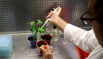 ¿Revolución en el agro? El descubrimiento argentino que podría aumentar el rinde de la soja sin transgénesis