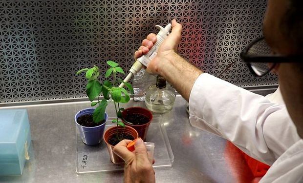 ¿Revolución en el agro? El descubrimiento argentino que podría aumentar el rinde de la soja sin transgénesis