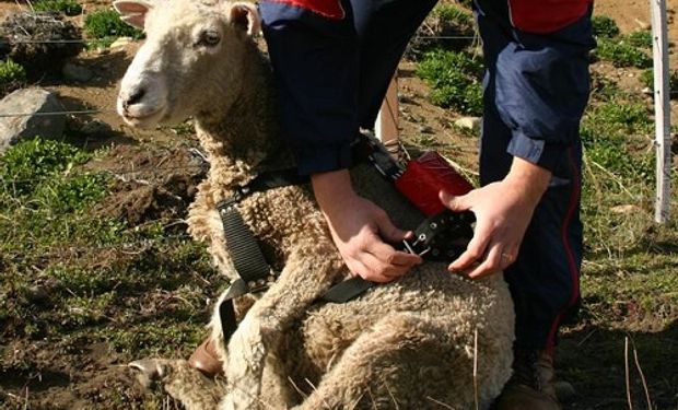 Un collar con GPS permite investigar los patrones de distribución, circulación y otros hábitos en sistemas extensivos.