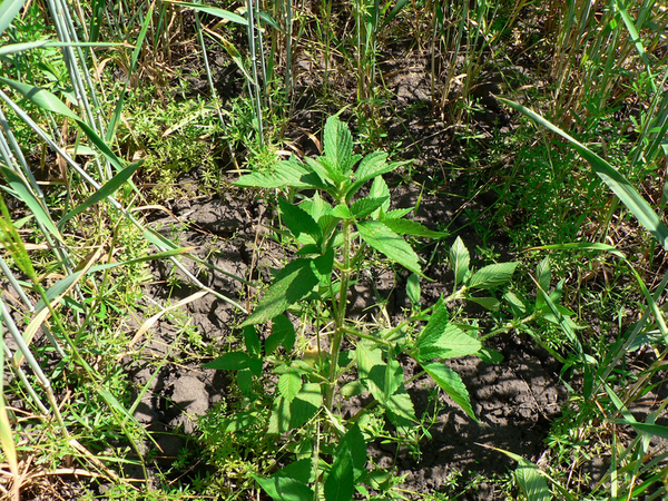 malezas syngenta