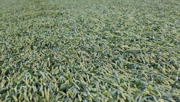 La guerra del futuro, ¿con impacto en el campo? OTAN invierte en la defensa de ataques biológicos