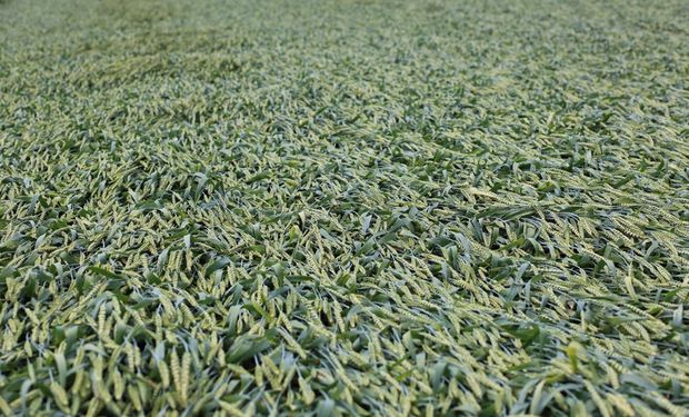 La guerra del futuro, ¿con impacto en el campo? OTAN invierte en la defensa de ataques biológicos