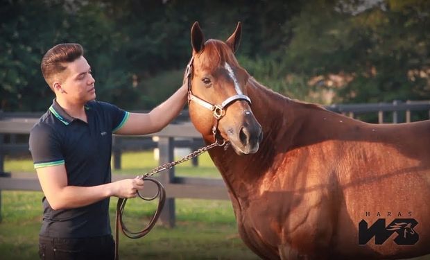 Safadão é um amante dos cavalos e frequenta leilões da raça Quarto de Milha, que é a mais difundida no Brasil