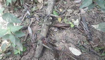 Chaco: avanza una manga de langostas que afecta a más de 400 hectáreas