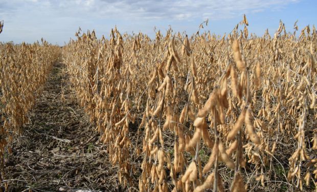 La soja sube en plena cosecha sudamericana: los cereales siguen pendientes de la guerra Rusia-Ucrania