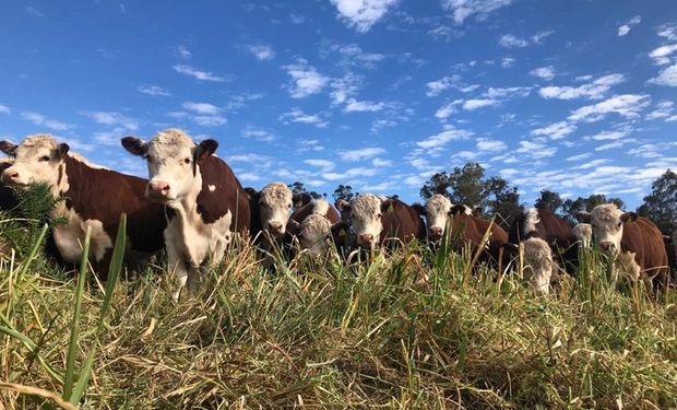 Córdoba otorgará financiamiento por $ 500 millones para productores ganaderos