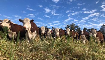 Productores de carne vacuna piden la eliminación y postergación de los impuestos por el impacto de la sequía