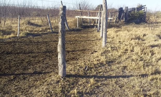 Buenos vecinos: le robaron 57 novillos y los encontró en la estancia de al lado