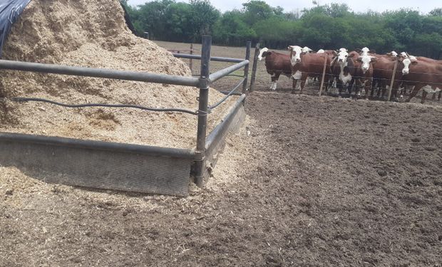 Ganadería: cuánto cuesta producir un silo bolsa de maíz