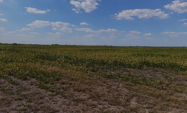 La campaña gruesa enfrenta peores condiciones que en 2008/09: cuándo vuelven las lluvias a la zona núcleo