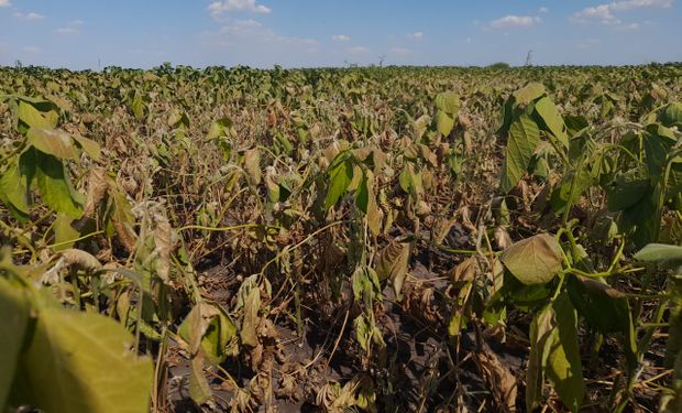 Zona núcleo: estiman pérdidas en la soja de hasta un 50 %, mientras que en el maíz llegarían al 30 %
