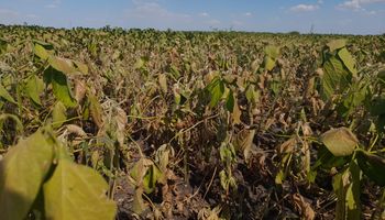 Santa Fe declaró la emergencia agropecuaria por la sequía tras el reclamo del campo