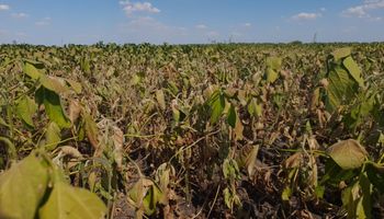 La zona núcleo tendrá la cosecha más baja de soja en los últimos 15 años por la sequía