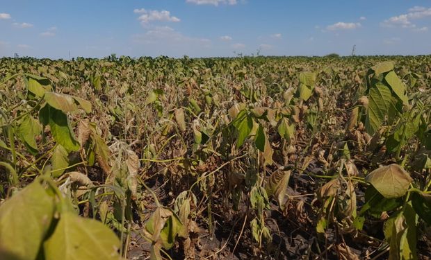 La zona núcleo tendrá la cosecha más baja de soja en los últimos 15 años por la sequía