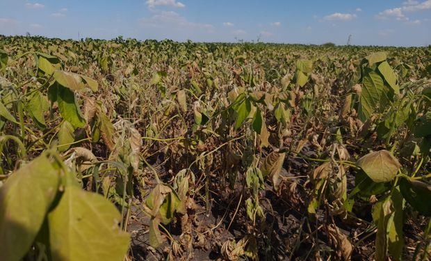 Hay pérdidas de hasta un 30 % del rendimiento en la soja de primera por las temperaturas extremas