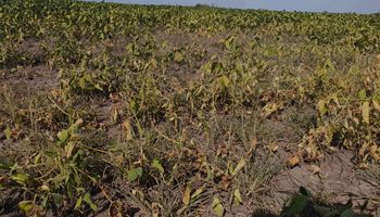 Santa Fe presentó un proyecto ley de emergencia agropecuaria que fomenta el uso de seguros agropecuarios