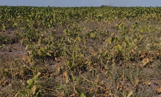 Productores de Buenos Aires reclamaron acciones urgentes por la sequía y cruzaron al Gobierno