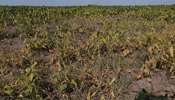 Córdoba reclamó que Nación declare la emergencia agropecuaria por la sequía y la helada
