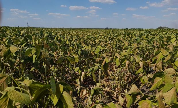 Zona núcleo: los cuatro datos que pronostican un peor estado de la soja 