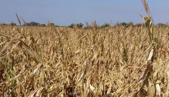 Sequía: Nación homologó la emergencia agropecuaria de Santa Fe