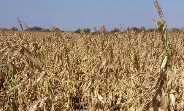 Sequía: Nación homologó la emergencia agropecuaria de Santa Fe