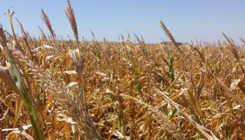 Productores autoconvocados piden la eliminación de las retenciones 